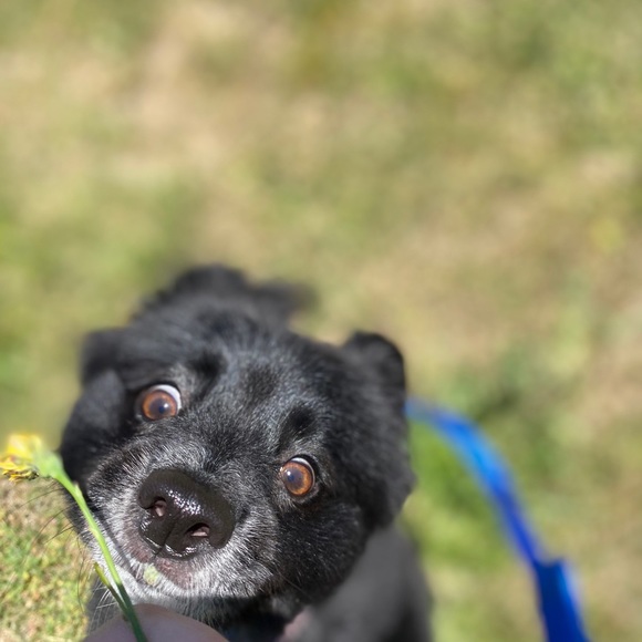 Meet your Posher, Riley - Picture 1 of 1